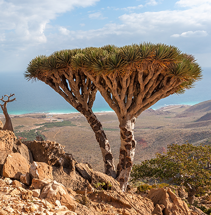 Socotra Island